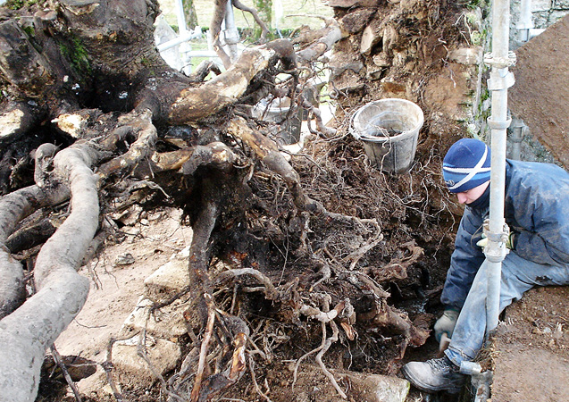 During works: deep root treatment.